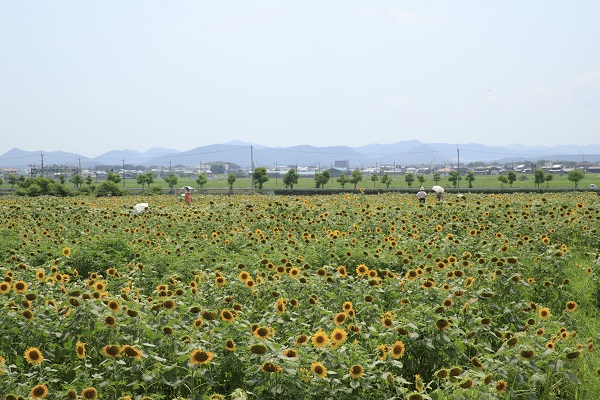 小野 ひまわりの丘公園